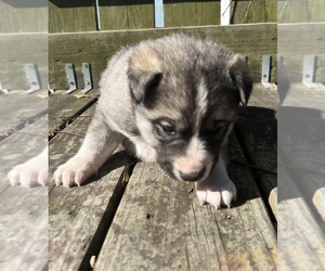 Siberian Husky Puppy for Sale in MARION STATION, Maryland USA