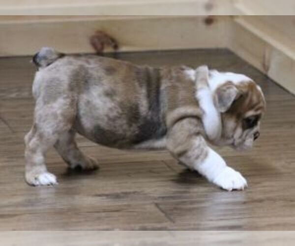Medium Photo #6 English Bulldog Puppy For Sale in MARSHFIELD, MO, USA