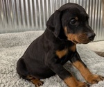 Small Doberman Pinscher