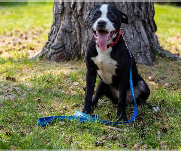 Medium Photo #3 Boxer-Unknown Mix Puppy For Sale in Brooklyn Center, MN, USA