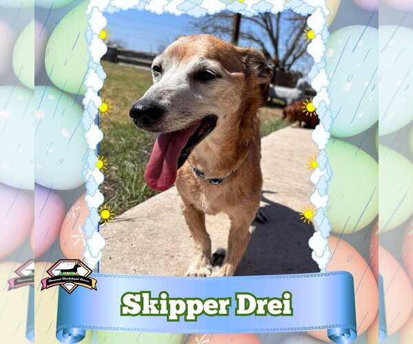 Medium Photo #1 Chiweenie Puppy For Sale in San Antonio, TX, USA