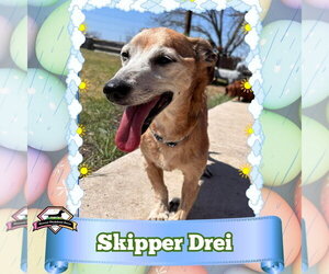 Chiweenie Dogs for adoption in San Antonio, TX, USA