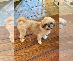 Zoe - Female Shih Tzu Dog for Adoption - Photo #3