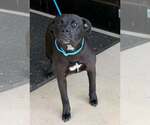 Small Photo #4 Labrador Retriever-Unknown Mix Puppy For Sale in Sheboygan, WI, USA