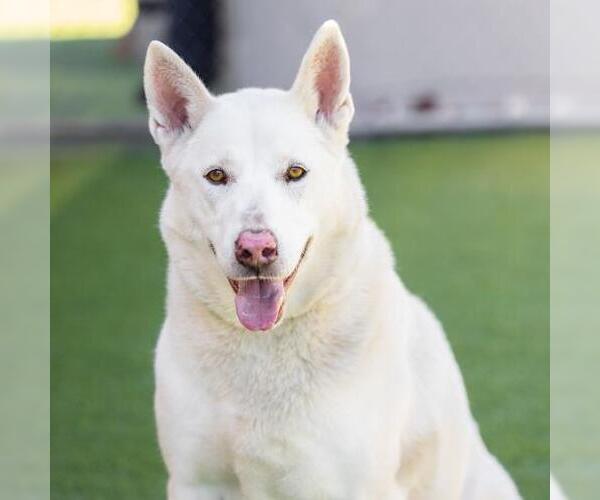 Medium Photo #1 German Shepherd Dog-Unknown Mix Puppy For Sale in Camarillo, CA, USA