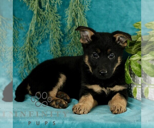 Medium Photo #2 German Shepherd Dog Puppy For Sale in PARADISE, PA, USA