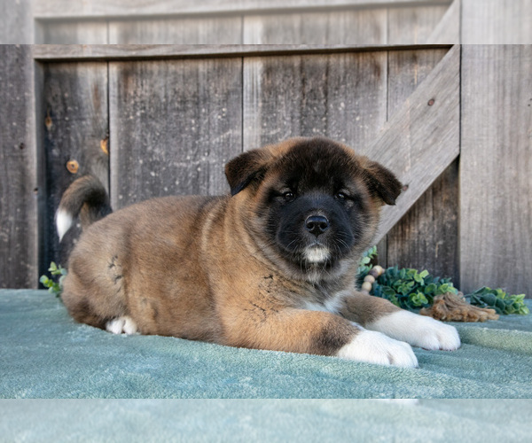 Medium Photo #2 Akita Puppy For Sale in MILLERSBURG, OH, USA