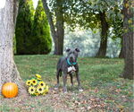 Small #1 American Pit Bull Terrier Mix