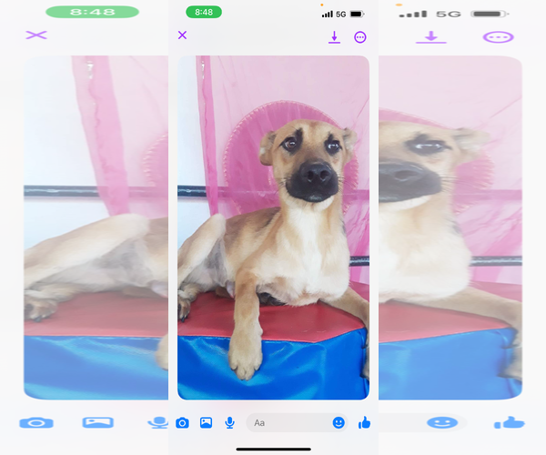Medium Photo #1 Retriever -Unknown Mix Puppy For Sale in Dana Point, CA, USA