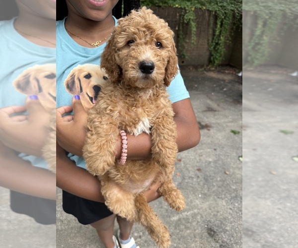 Medium Photo #1 Goldendoodle Puppy For Sale in BURKEMONT, NC, USA