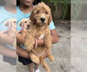 Medium Goldendoodle