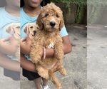Puppy May Goldendoodle