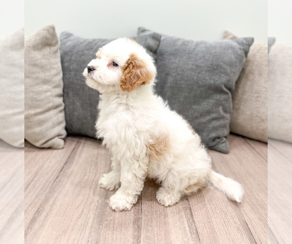 Medium Photo #4 Bernedoodle (Miniature) Puppy For Sale in DUNDEE, OH, USA