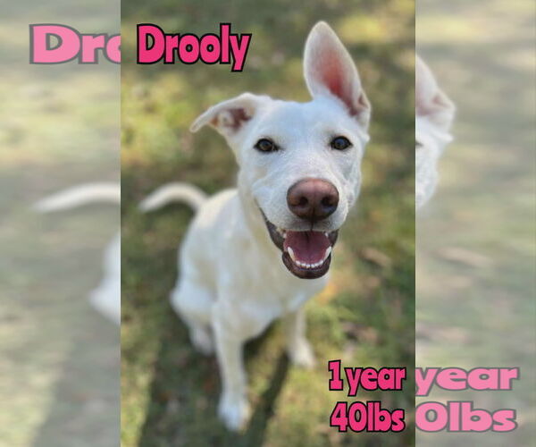 Medium Photo #1 Retriever -Unknown Mix Puppy For Sale in Woodbury, NY, USA