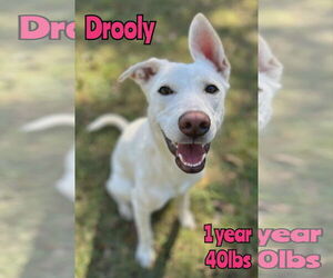 Retriever -Unknown Mix Dogs for adoption in Woodbury, NY, USA