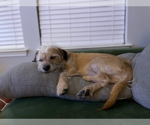 Medium Photo #6 Mutt Puppy For Sale in PIPE CREEK, TX, USA
