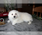 Small Photo #15 Miniature American Eskimo Puppy For Sale in GENEVA, IN, USA