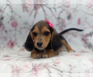 Beagle Puppy for sale in LAKELAND, FL, USA