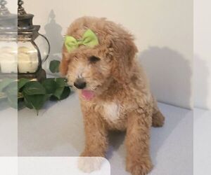 Goldendoodle (Miniature) Puppy for sale in ARTHUR, IL, USA