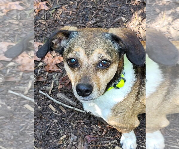 Medium Photo #9 Beagle-Unknown Mix Puppy For Sale in Ellijay, GA, USA
