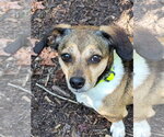 Small #8 Beagle Mix