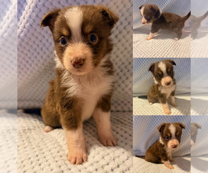 Miniature Australian Shepherd Puppy for sale in BROOKER, FL, USA