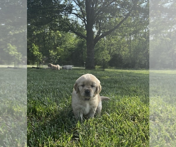 Medium Photo #1 Golden Retriever Puppy For Sale in FREDONIA, KS, USA