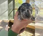 Small Photo #3 Great Dane Puppy For Sale in CLAREMORE, OK, USA