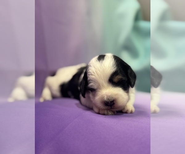 Medium Photo #10 Bernedoodle (Miniature) Puppy For Sale in LONGMONT, CO, USA