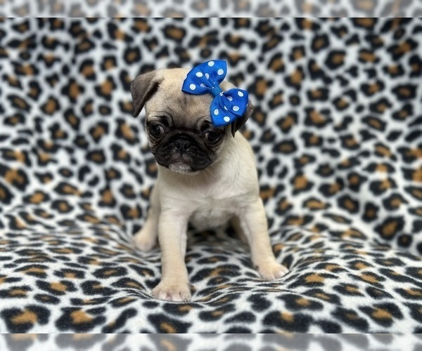 Medium Photo #6 Pug Puppy For Sale in LAKELAND, FL, USA