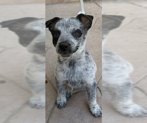 Mutt Dogs for adoption in Riverside, CA, USA