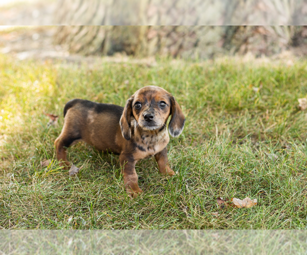 Medium Photo #17 Dachshund Puppy For Sale in NAPPANEE, IN, USA