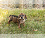 Small #3 Dachshund