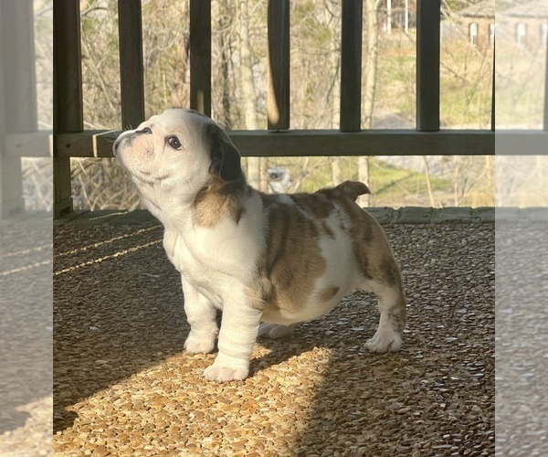 Medium Photo #12 English Bulldog Puppy For Sale in COLUMBIA, TN, USA