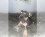 Puppy 2 French Bulldog