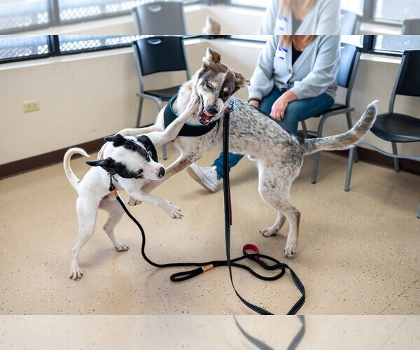 Medium Photo #9 Mutt Puppy For Sale in Mundelein, IL, USA