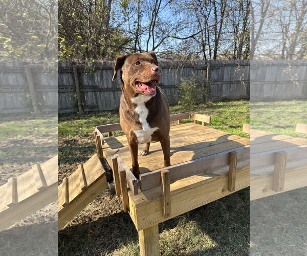 Medium Photo #1 Chocolate Labrador retriever-Unknown Mix Puppy For Sale in Jackson, MS, USA