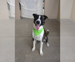 Small Boxer Mix