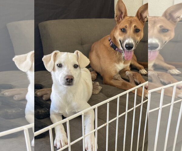 Medium Photo #6 Border-Aussie Puppy For Sale in San Diego, CA, USA