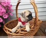 Small #3 Pug