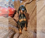 Small Photo #1 Doberman Pinscher Puppy For Sale in NOCONA, TX, USA