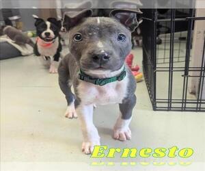 Staffordshire Bull Terrier-Unknown Mix Dogs for adoption in Santa Cruz, CA, USA