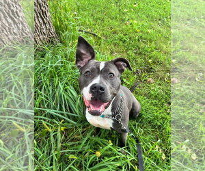 Mutt Dogs for adoption in Williamsburg, IA, USA