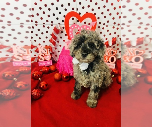 Medium Photo #1 Poodle (Miniature)-Poodle (Toy) Mix Puppy For Sale in INDIANAPOLIS, IN, USA