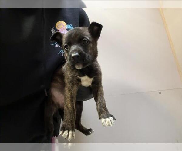 Medium Photo #1 Mutt Puppy For Sale in Martinez, CA, USA