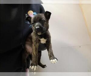 Mutt Dogs for adoption in Martinez, CA, USA