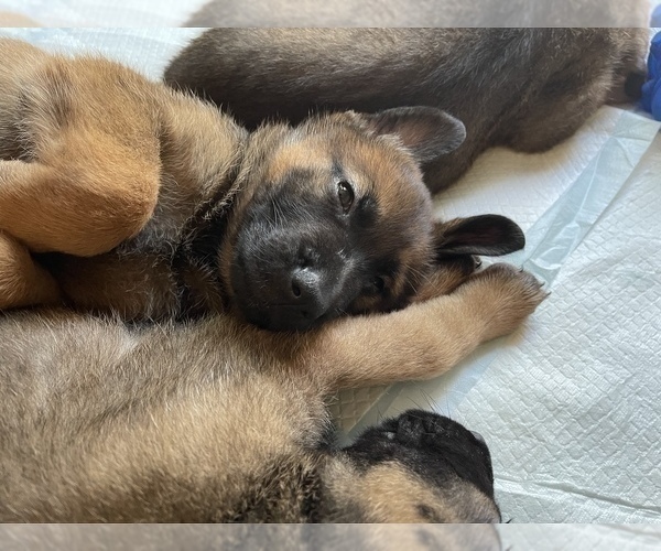 Medium Photo #14 Malinois Puppy For Sale in SAN MARCOS, CA, USA