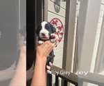 Puppy Grey boy Great Bernese