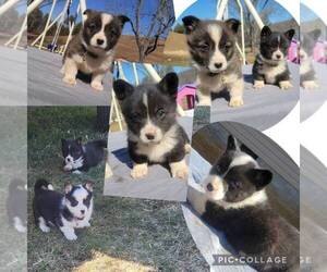 Welsh Cardigan Corgi Puppy for sale in HILLSVILLE, VA, USA