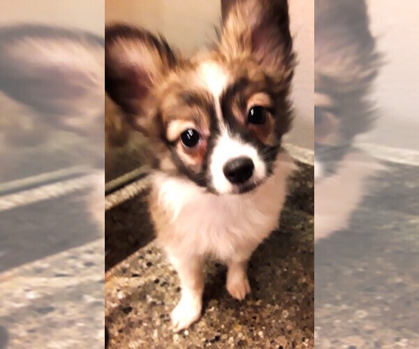 Medium Photo #7 Papillon Puppy For Sale in CHEYENNE, WY, USA